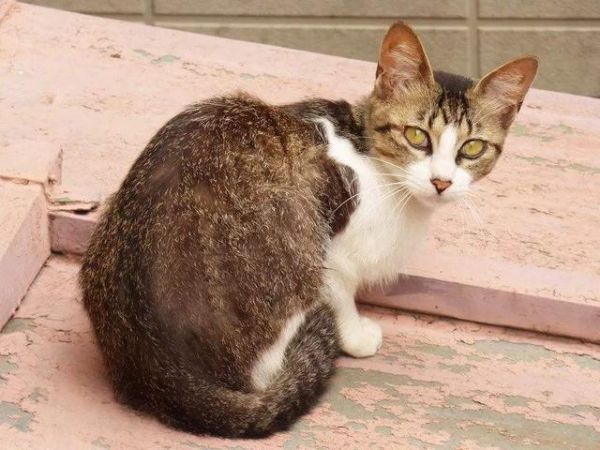 世界10大名猫，暹罗猫和孟加拉猫领衔，你最喜欢哪一个？