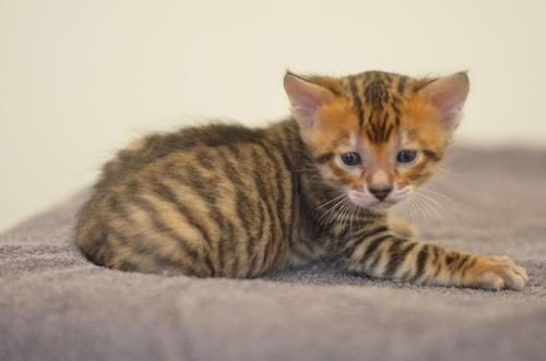 世界10大名猫，暹罗猫和孟加拉猫领衔，你最喜欢哪一个？