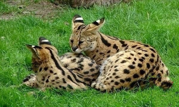 世界10大名猫，暹罗猫和孟加拉猫领衔，你最喜欢哪一个？