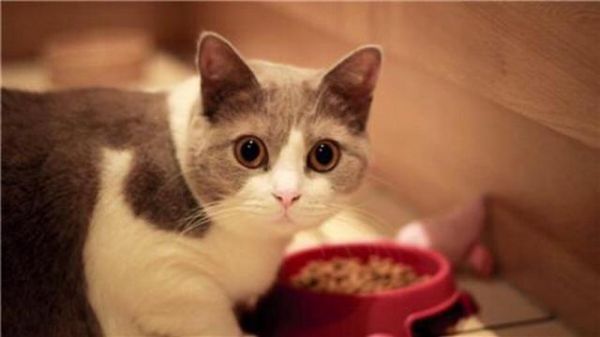 世界10大名猫，暹罗猫和孟加拉猫领衔，你最喜欢哪一个？