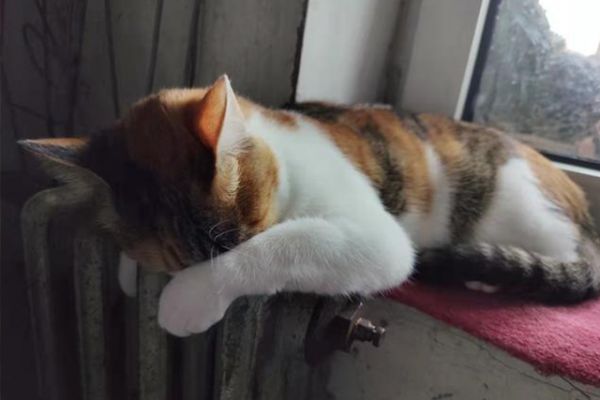 杭州纯种宠物猫品种销量排行榜公布