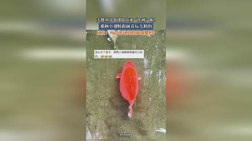 大胖鱼儿也排队出来“上班”啦!那俩小翅膀跟闹着玩儿似的