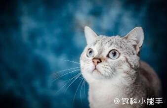 新蓝海、新潮流、新商机！扒一扒宠物食品赛道的无限潜力