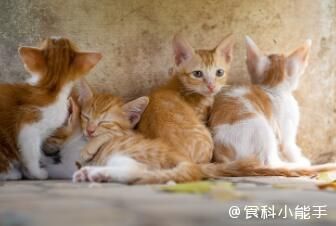 新蓝海、新潮流、新商机！扒一扒宠物食品赛道的无限潜力