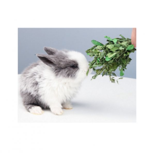 紫花苜蓿荷兰猪兔子饲料苜宿幼兔粮干龙猫粮食 默认尺寸 默认颜色