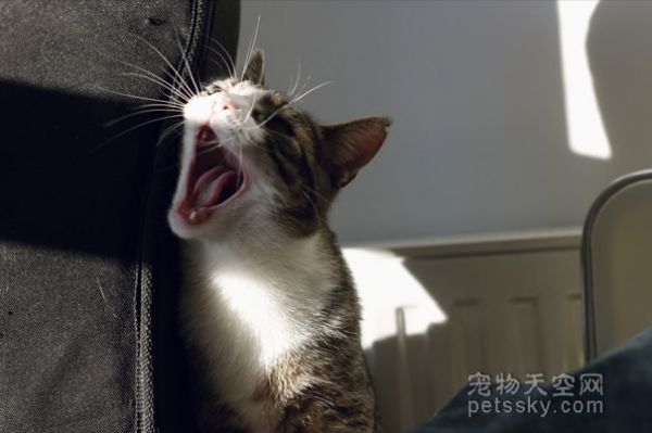 不喜欢被拍照的猫咪：拍张照片就仿佛被侵犯了一样