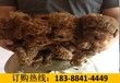 云南文山砚山狗市场出售赛级杜高犬