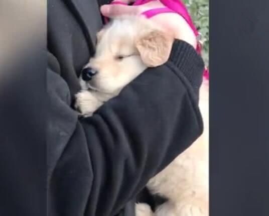 小伙把狗狗抱怀里，手捂住狗狗的头，捂到狗无精打采！