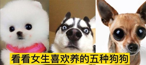 常见宠物狗的价格分析（了解市场行情，选择适合自己的宠物狗）