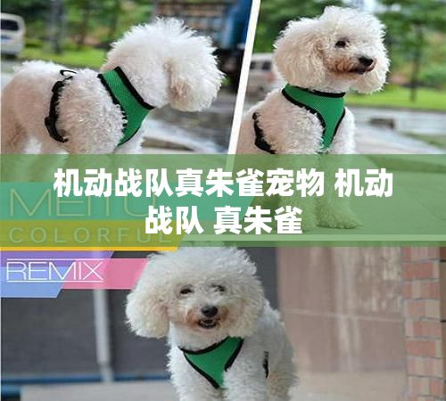 机动战队真朱雀宠物 机动战队 真朱雀