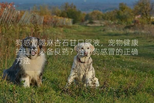 狗感冒喝麻杏石甘口服液，宠物健康护理的必备良药？治疗狗感冒的正确方法
