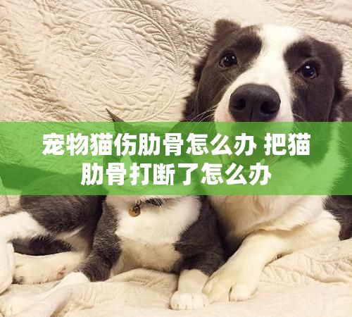 宠物猫伤肋骨怎么办 把猫肋骨打断了怎么办