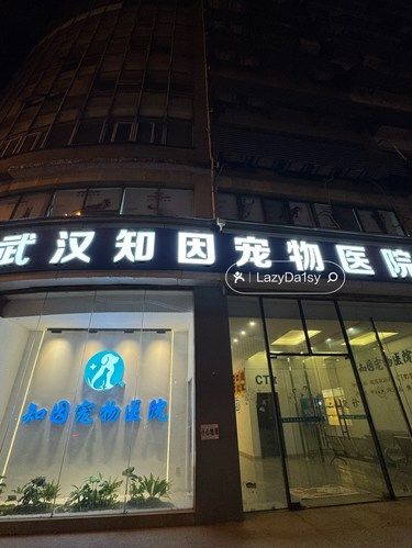 雄楚大道这家宠物医院火了