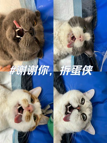 当你在宠物医院时……