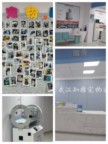 爱宠，要找专业的