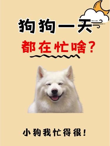 狗狗的一天24小时都在忙什么？