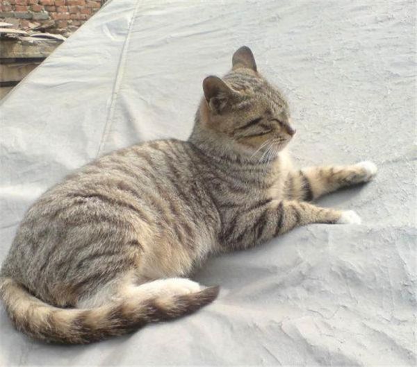 养猫并没有那么简单，任何宠物都是养活容易养好很难