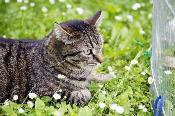 养猫并没有那么简单，任何宠物都是养活容易养好很难