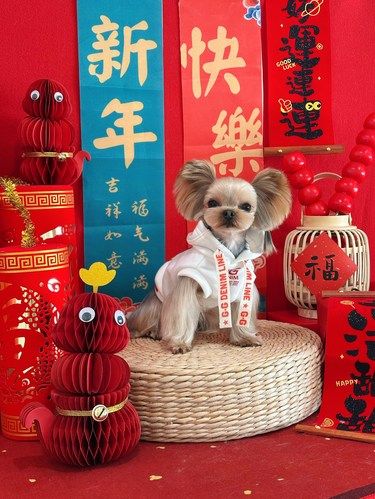 春节宠物拍照背景来咯 