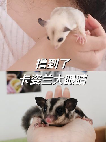 第一次与蜜袋鼬亲密接触，真是萌翻了