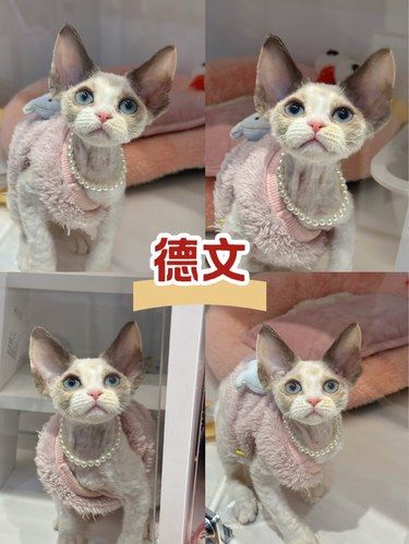 超漂亮的海豹开脸德文妹妹！