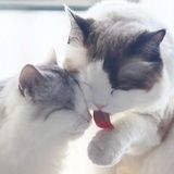 猫奴家的喵