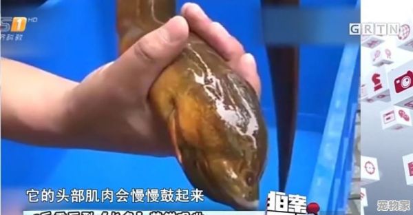 “望月鳝”的传说有依据吗