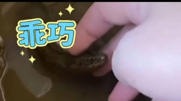 男子把黄鳝养缸里当宠物,一呼唤就出来吃食,万物皆有灵性啊!