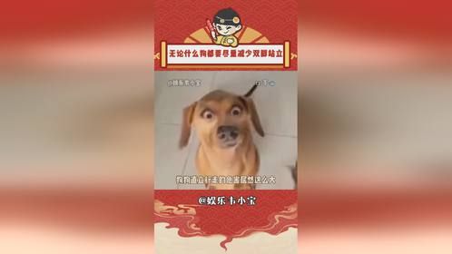 没想到狗狗站立走路，对自身的伤害这么大