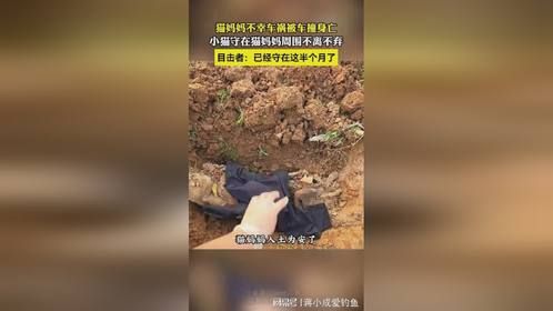 小猫深情守望亡母半月，忠诚感动路人