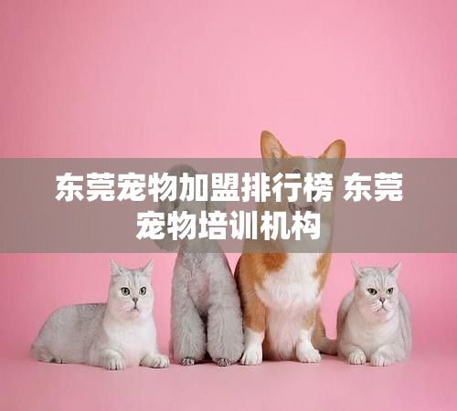 东莞宠物加盟排行榜 东莞宠物培训机构