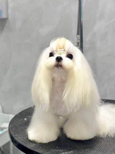 成都这家宠物店马尔济斯剪的也太好看了