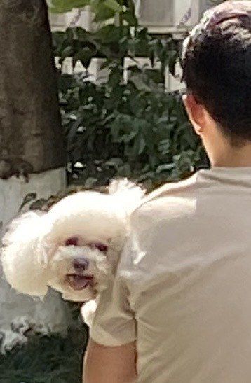 狗狗的快乐时光
