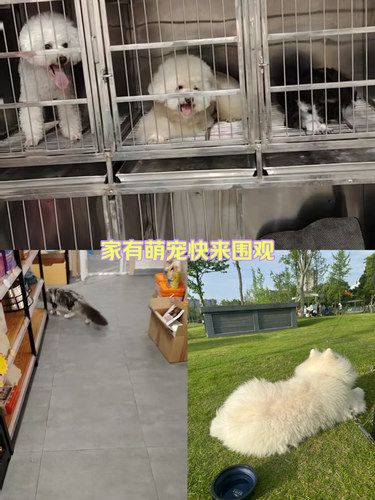 家有新成员，快来看看