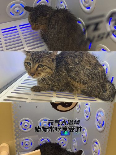 猫咪治愈角落