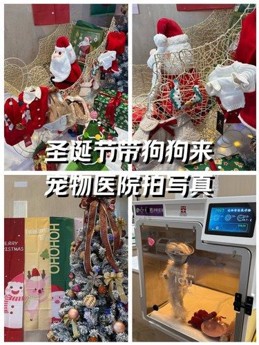 贼靠谱！圣诞节还能带狗子来拍写真