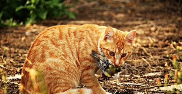 猫咪唇是什么唇形,宠物猫整容