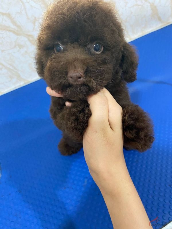 迷你杜宾_迷你杜宾犬_迷你杜宾犬图片及价格