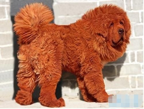 世界上最贵的狗，曾经卖到1000万，如今却无人问津