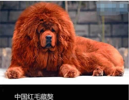 世界上最贵的狗，曾经卖到1000万，如今却无人问津
