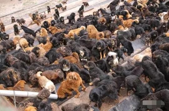 世界上最贵的狗，曾经卖到1000万，如今却无人问津