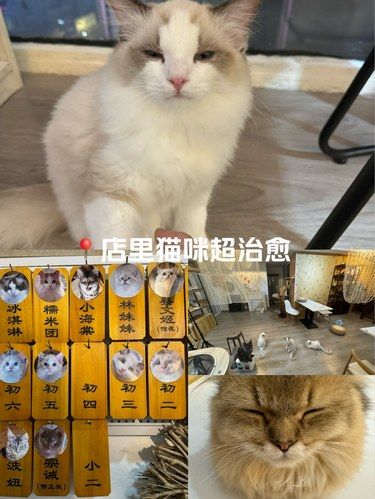放松喵～心情也融化