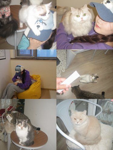 猫咪的悠闲一天