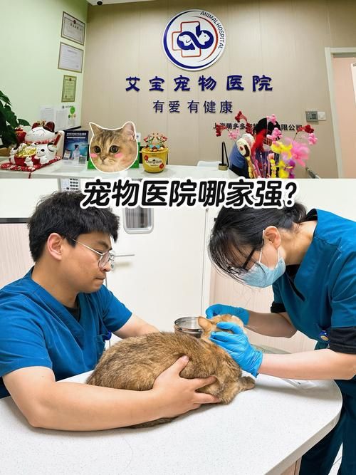 临汾哪个宠物医院好，临汾哪个宠物医院好啊