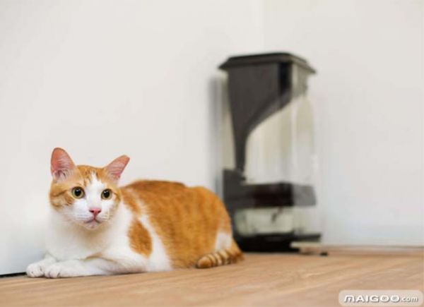 喂猫 养猫 猫咪