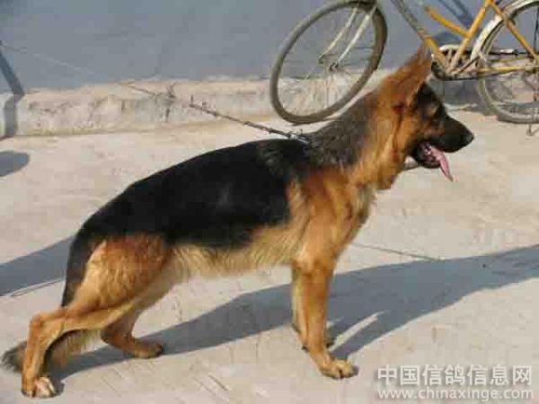 德牧狗名字大全