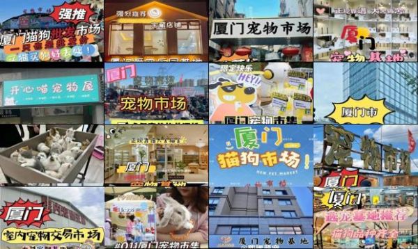 厦门宠物市场