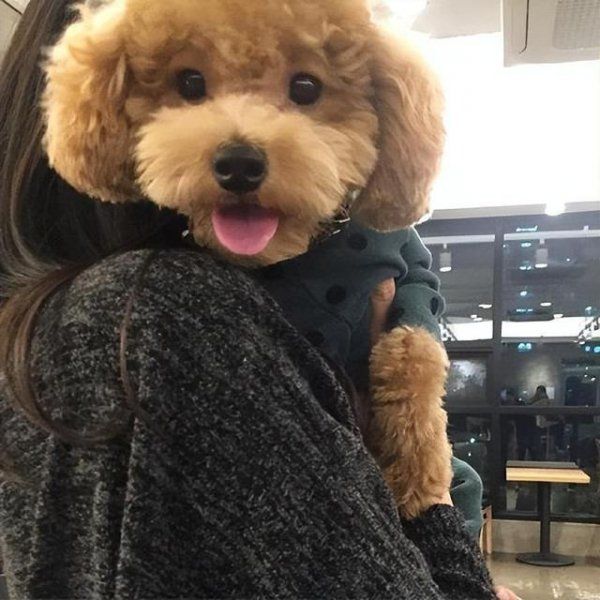 通人性的狗狗有哪些