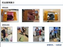 惠州惠城南线宠物托运 全年无休 可靠 方便