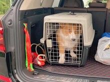 惠城南坛下埔正规宠物托运平台 正规宠物托运平台